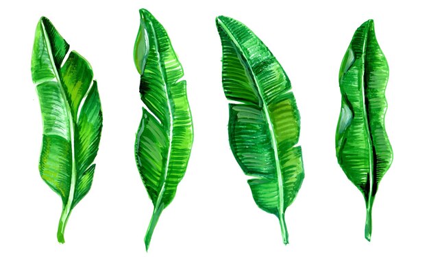 Реалистичная коллекция тропических листьев акварель