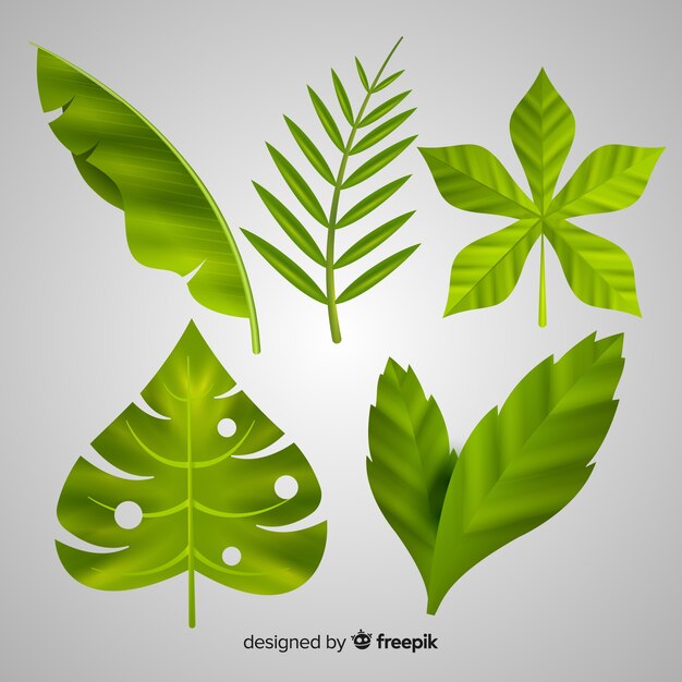 Realistic tropical leaf collection