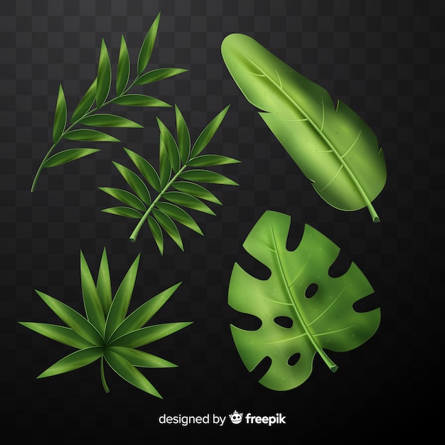 Realistic tropical leaf collection