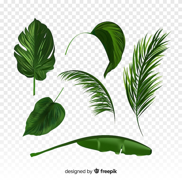 Free vector realistic tropical leaf collection