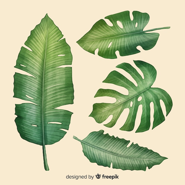 Realistic tropical leaf collection