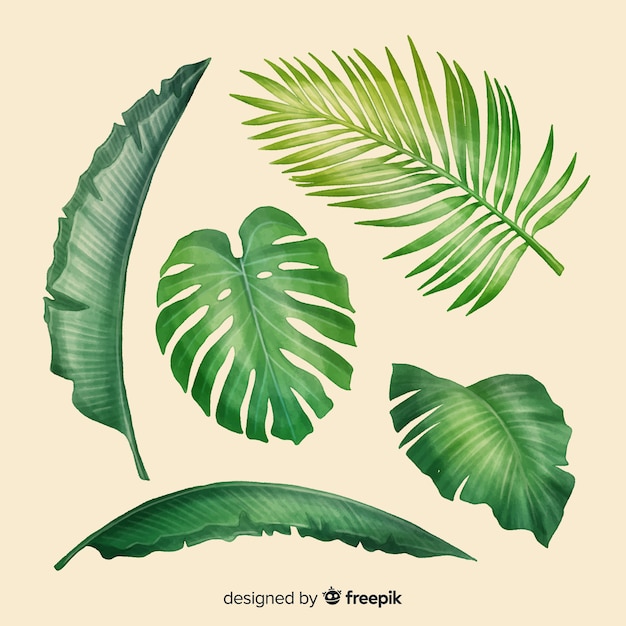 Free vector realistic tropical leaf collection