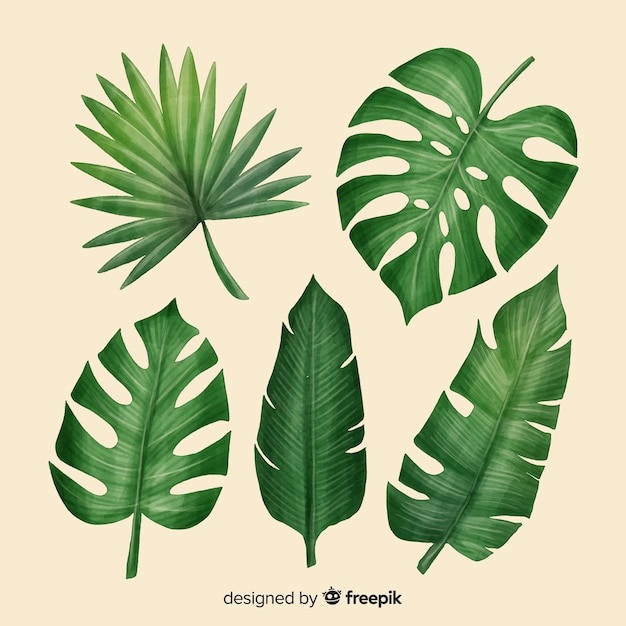 Free vector realistic tropical leaf collection