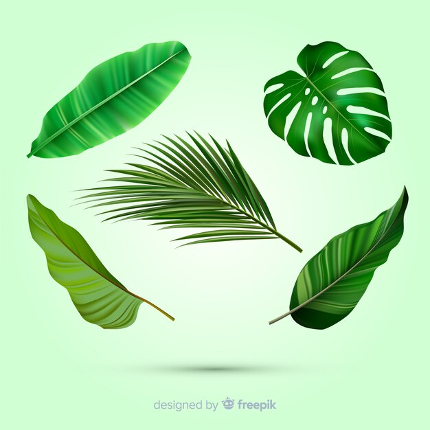 Realistic tropical leaf collection