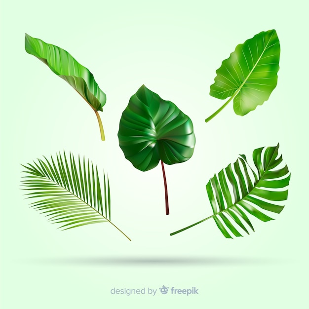 Realistic tropical leaf collection