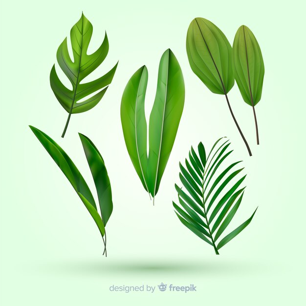 Realistic tropical leaf collection