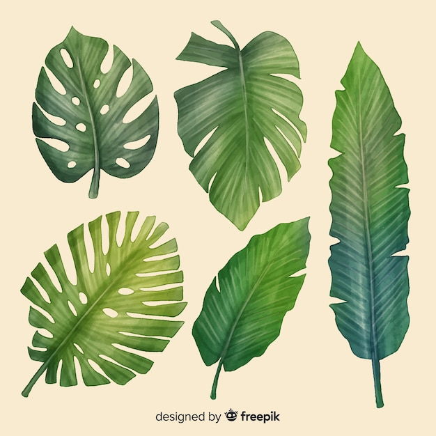 Realistic tropical leaf collection