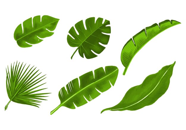 Realistic tropical plants green leaf set design