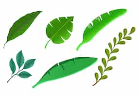 Free vector realistic tropical plants green leaf set design