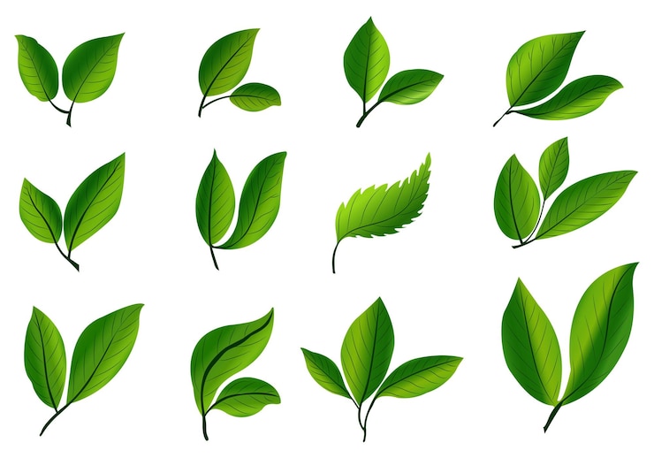 無料Vector リアルな熱帯植物の緑の葉セットのデザイン