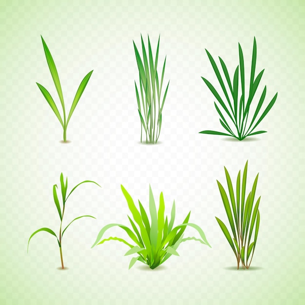 Realistic types of grass