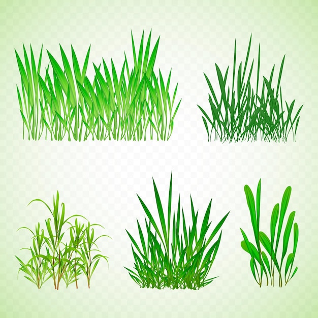 Free vector realistic types of grass