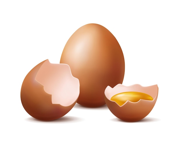 realistic vector icon illustration. Whole organic chicken egg and two halfs of broken egg with eg