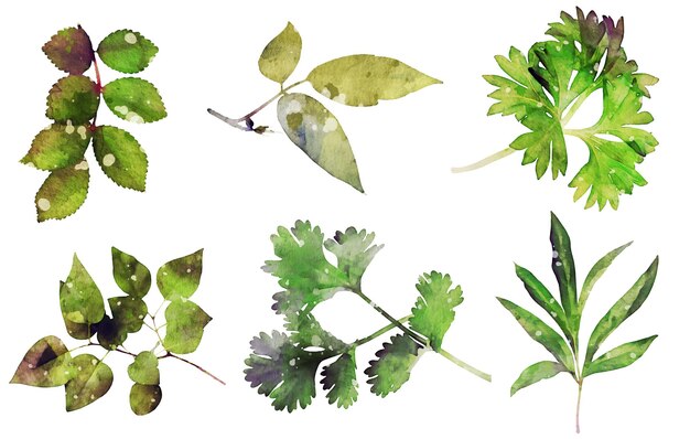 realistic watercolor leafs collection