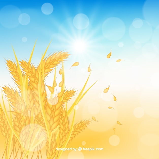 Free vector realistic wheat background