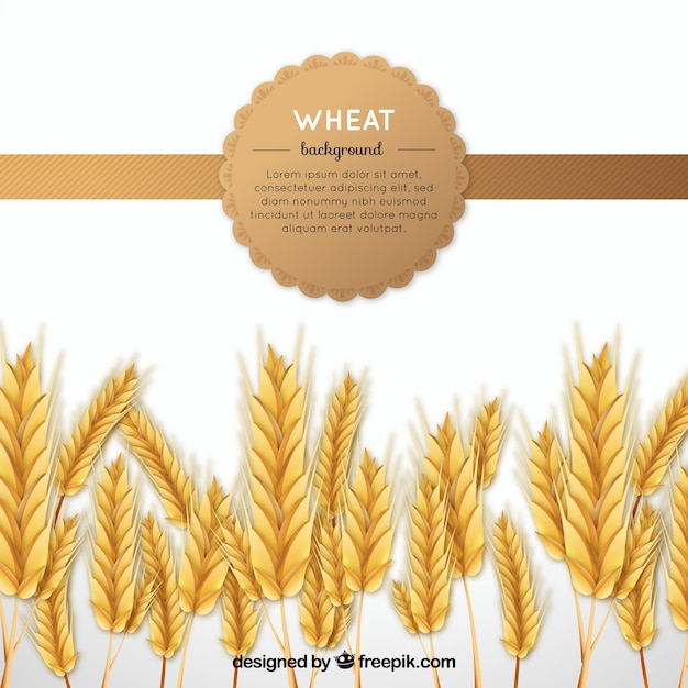 Realistic wheat background