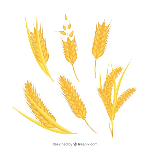 Бесплатное векторное изображение Реалистичная коллекция пшеницы