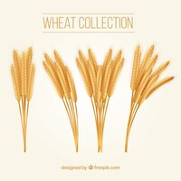 realistic wheat collection