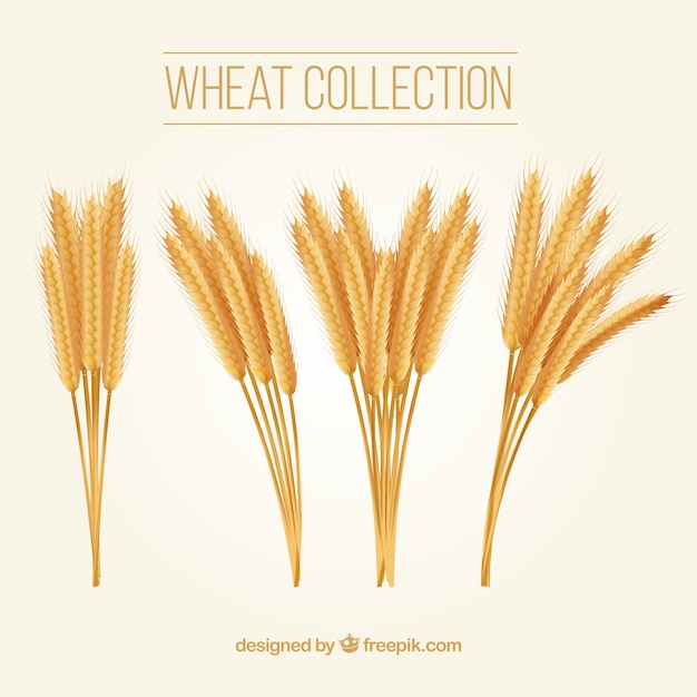 Realistic wheat collection