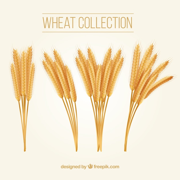 Реалистичная коллекция пшеницы