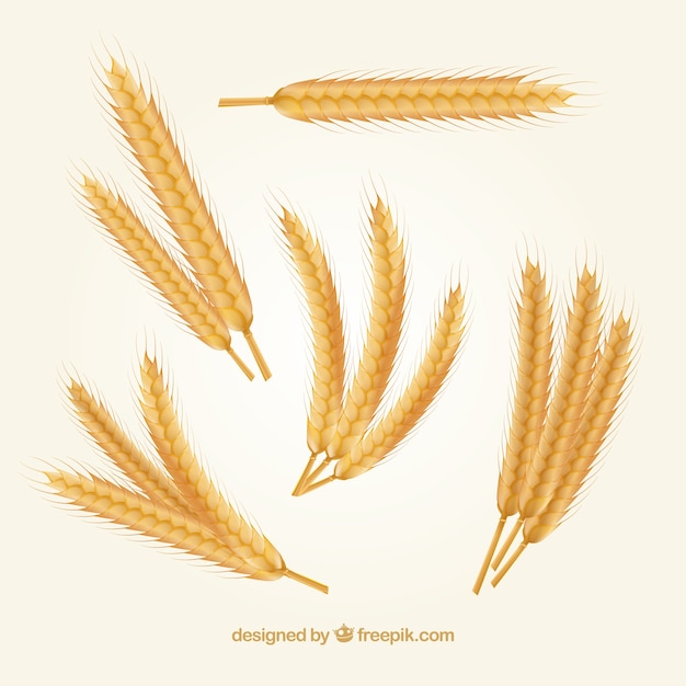 Реалистичная коллекция пшеницы