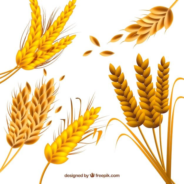 Realistic wheat collection