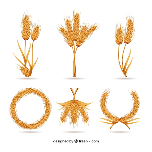 Free vector realistic wheat collection