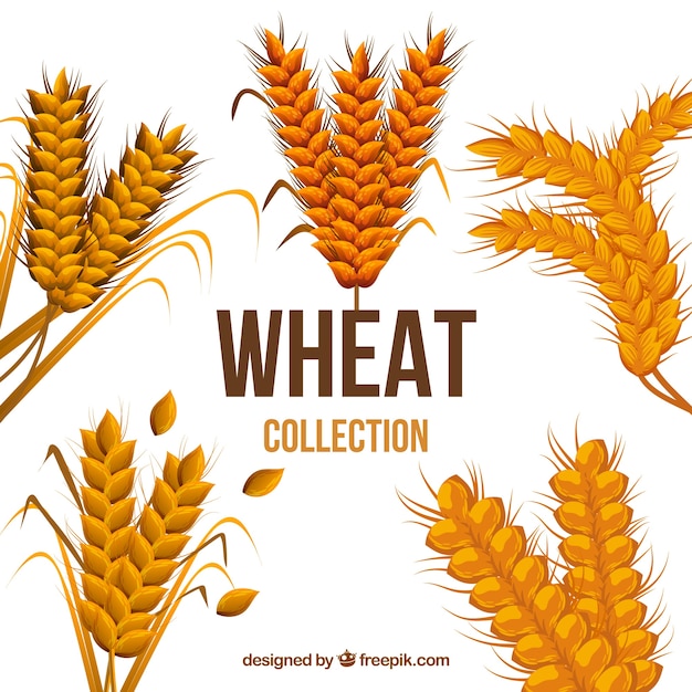 Realistic wheat collection