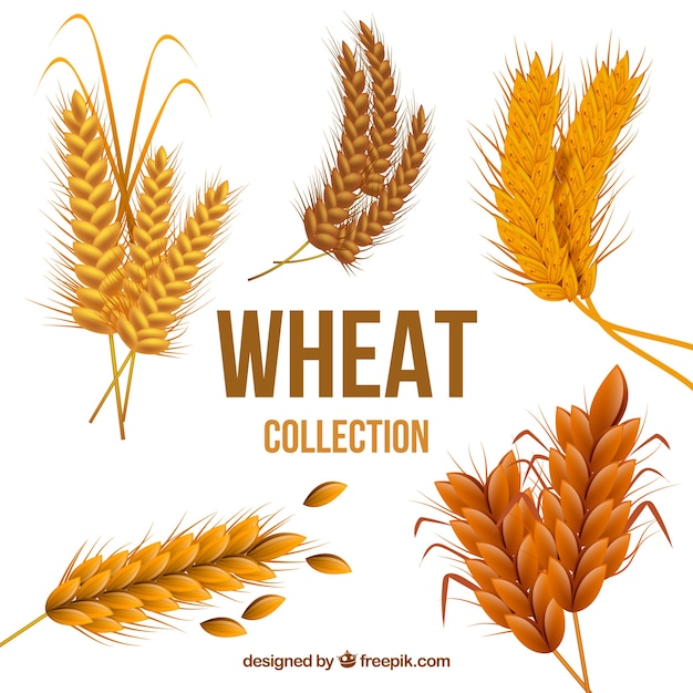 Бесплатное векторное изображение Реалистичная коллекция пшеницы