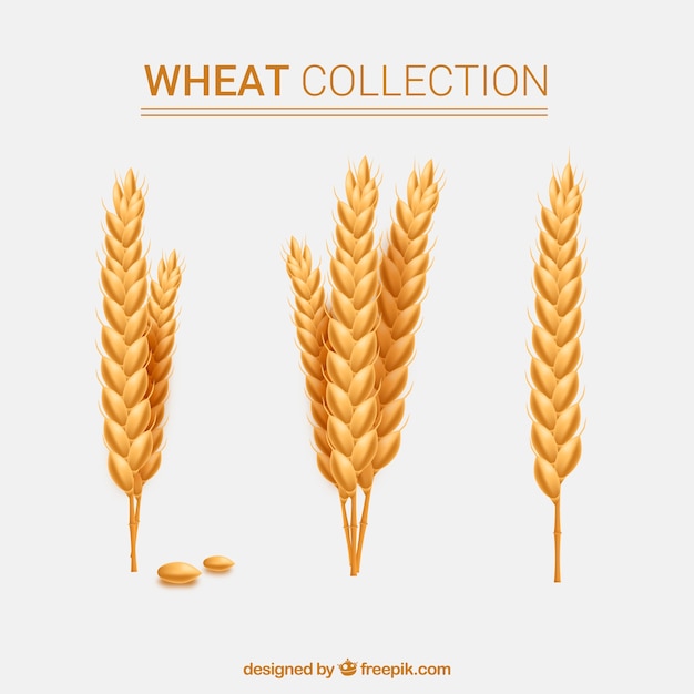 Free vector realistic wheat collection