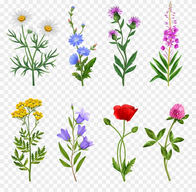 Vettore gratuito icone realistiche di fiori selvatici impostate su sfondo trasparente illustrazione vettoriale isolata