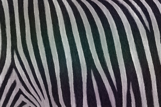 Realistic zebra print pattern background