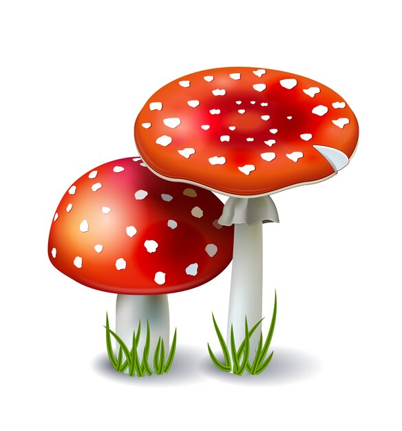 Red amanita mushrooms with grass