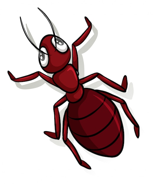 Free vector a red ant