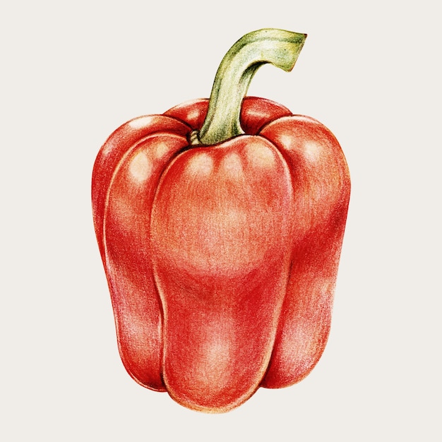 Red bell pepper in hand drawn style