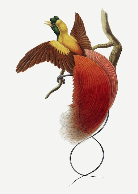 Red bird of paradise vector animal art print, remixed from artworks by John Gould and William Matthew Hart