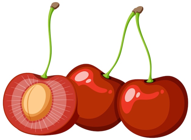 Free vector red cherry crosssection vector