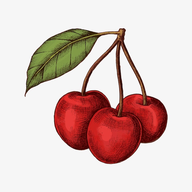 Free vector red fresh ripe cherries