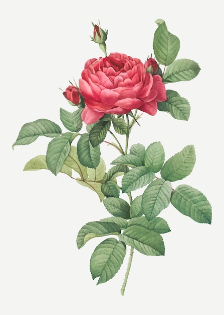 Red gallic rose