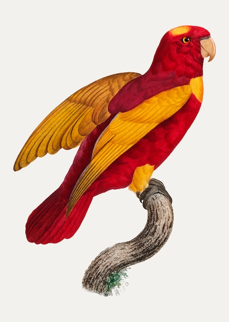 Red and gold lory