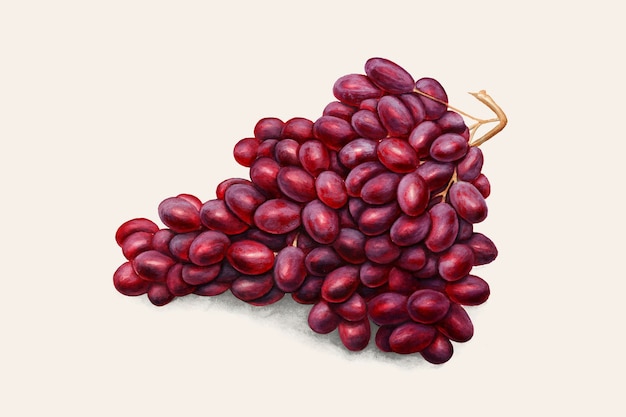 Red grapes vintage illustration vector