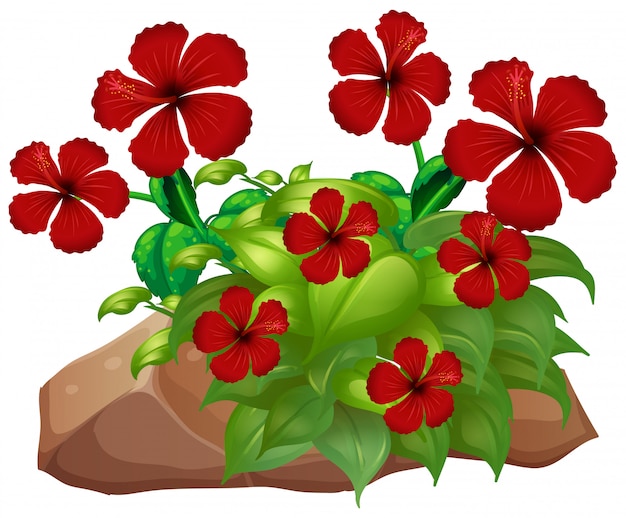 Free vector red hibicus with leaves