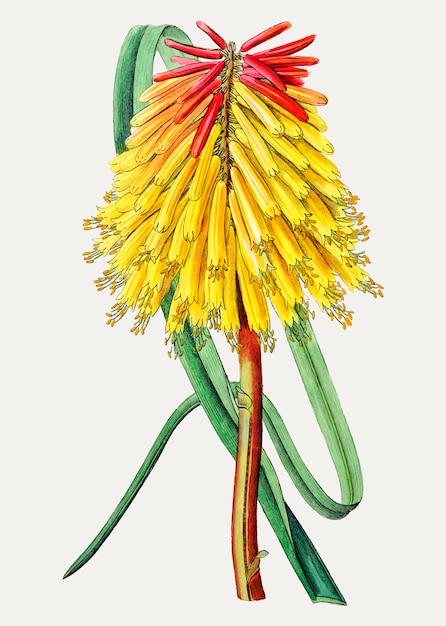 Free vector red hot poker flower