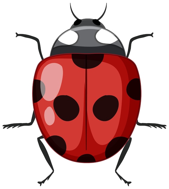 Red ladybug isolated on white background