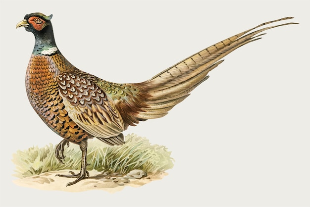Free vector red-necked pheasant bird vintage drawing