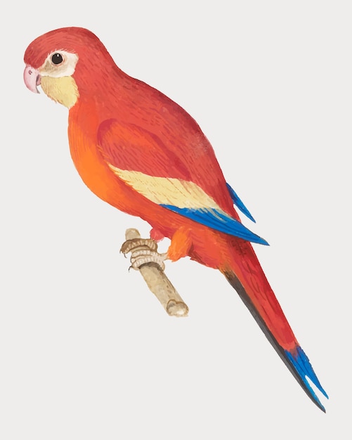 Free vector red parrot in vintage style