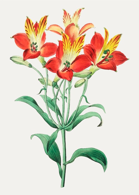 Красная перуанская лилия