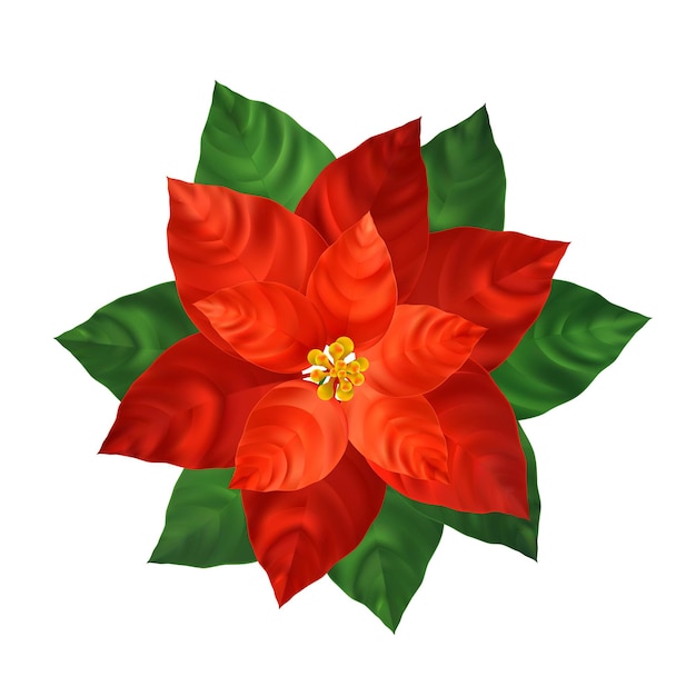 Красный цветок пуансеттия реалистичные иллюстрации. Новогоднее украшение и декоративное растение. Красная пуансеттия с зелеными листьями. Рождественский цветок. Открытка, элемент цветочного дизайна плаката. Изолированный вектор