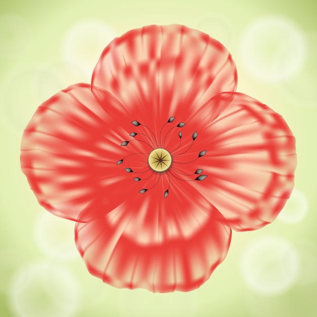 Red poppy flower with transparent petals on green background