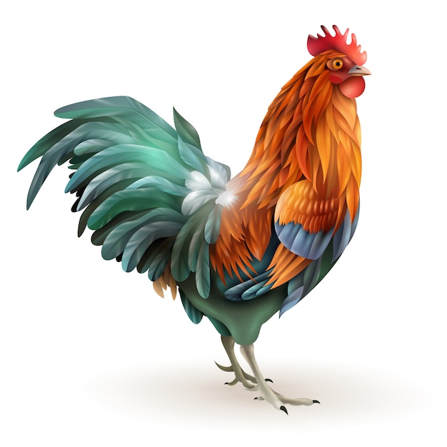 Free vector red rooster cock side view abstract